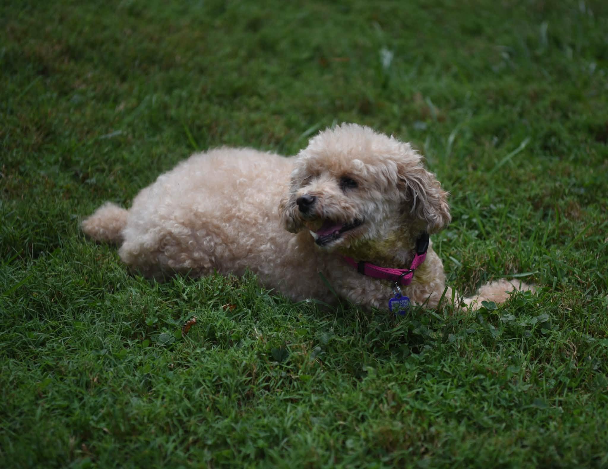 Enlarge Blondie, a Adoptable Poodle (Toy) in Rockville, MD image 2/6