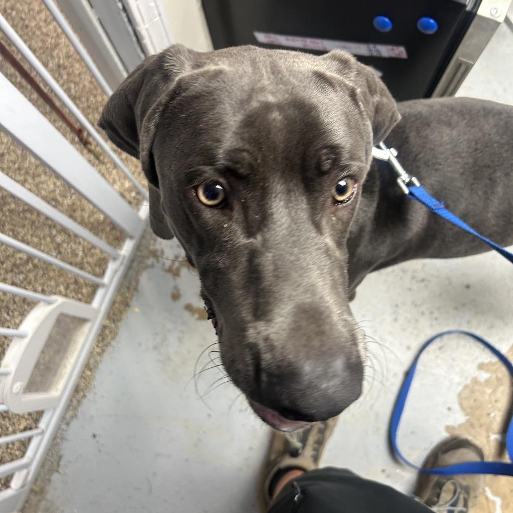 Buddy, Adoptable, Young Male Weimaraner.