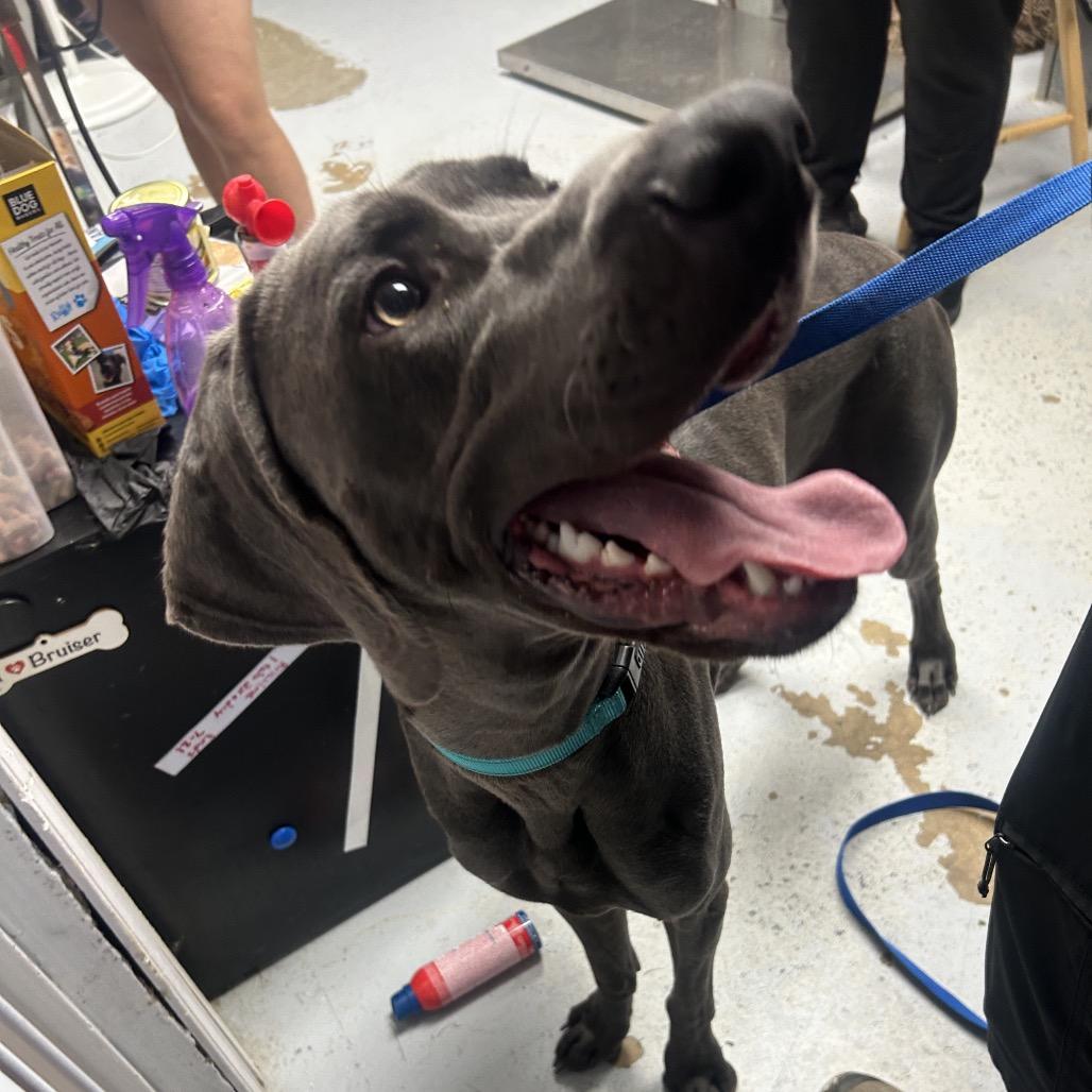 Enlarge Buddy, a Adoptable Weimaraner in Uniontown, PA image 2/3