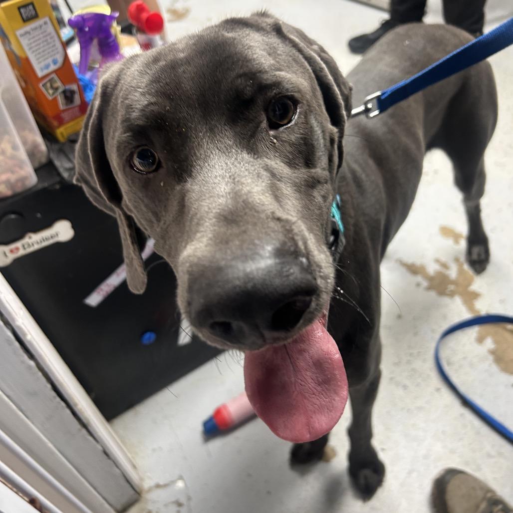 Enlarge Buddy, a Adoptable Weimaraner in Uniontown, PA image 3/3