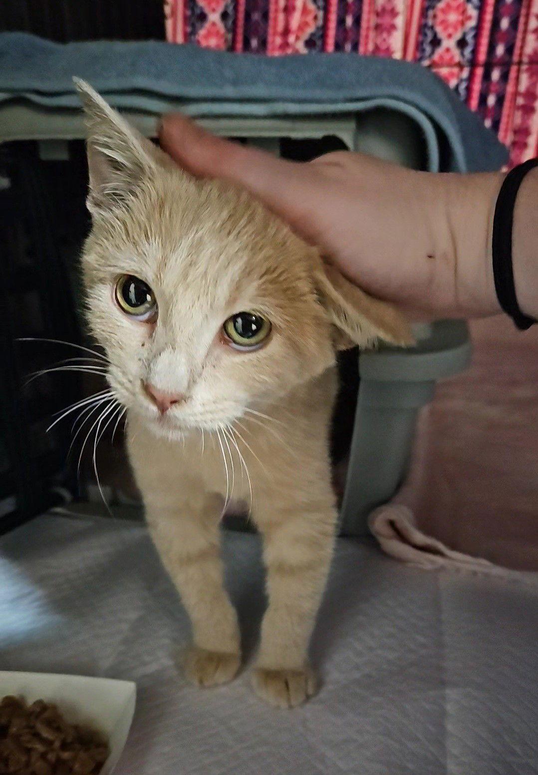 Enlarge *Honey Bunches of Oats, a Adoptable Domestic Short Hair in Forest, VA image 1/3