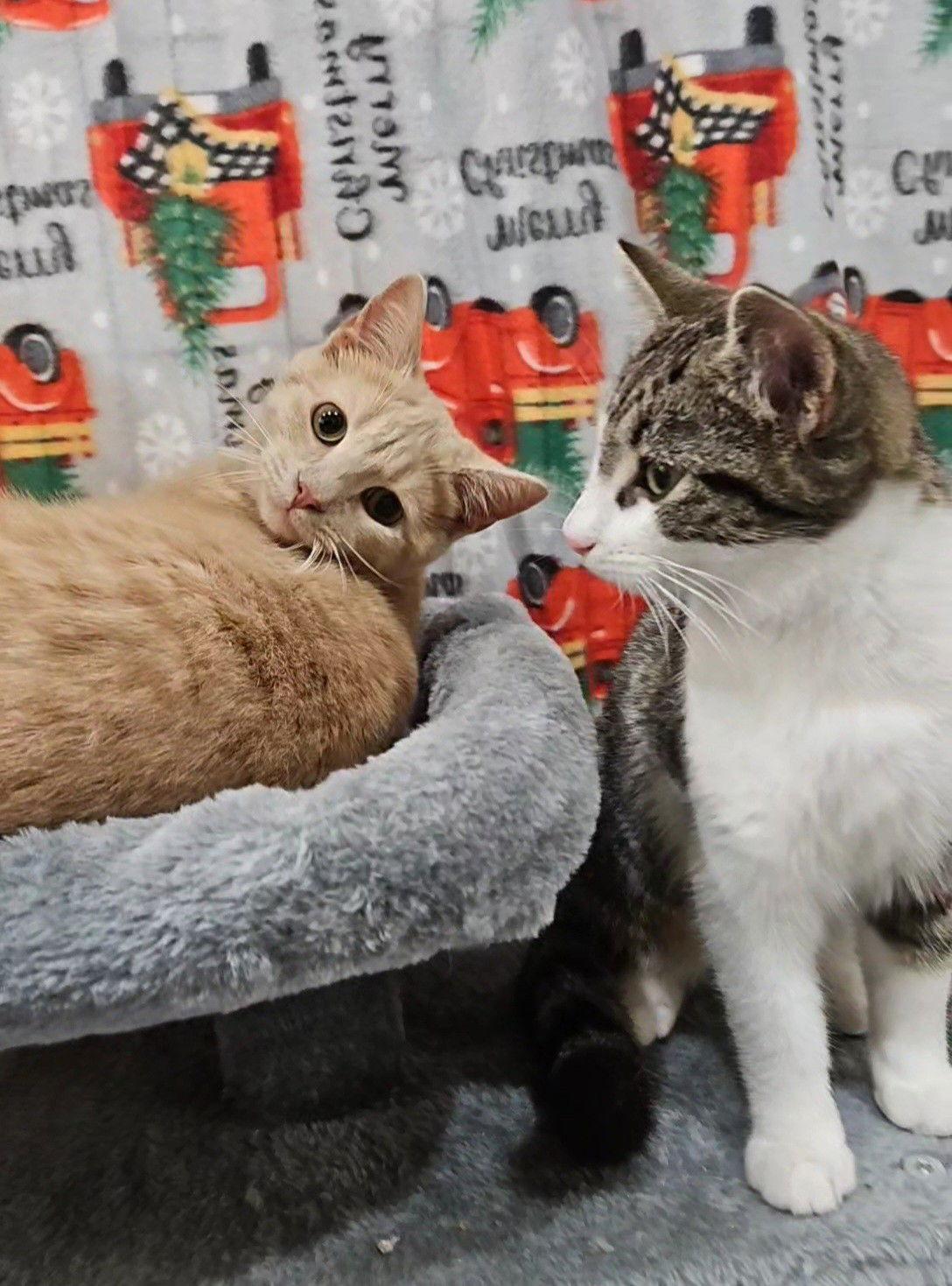 Enlarge *Honey Bunches of Oats, a Adoptable Domestic Short Hair in Forest, VA image 2/3