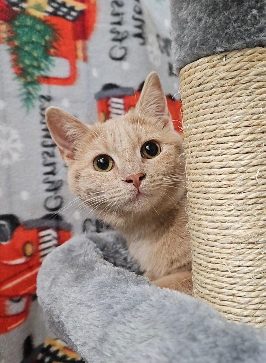 Enlarge *Honey Bunches of Oats, a Adoptable Domestic Short Hair in Forest, VA image 3/3