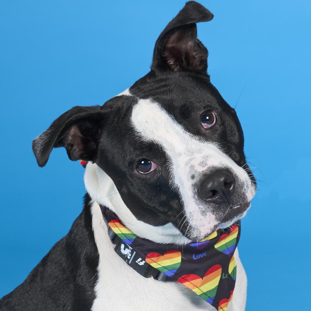 MooMoo, Adoptable, Adult Male Mixed Breed.