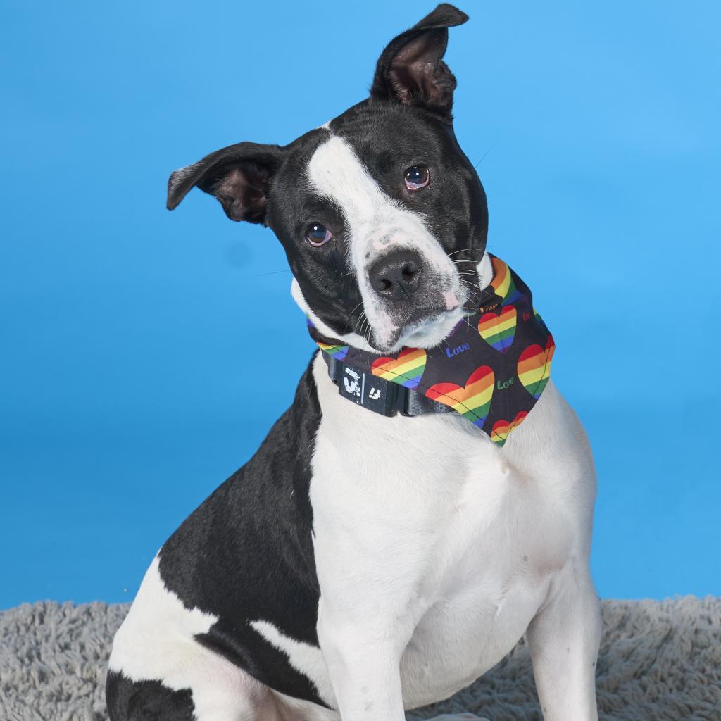 Enlarge MooMoo, a Adoptable Mixed Breed in Pittsburgh, PA image 2/6