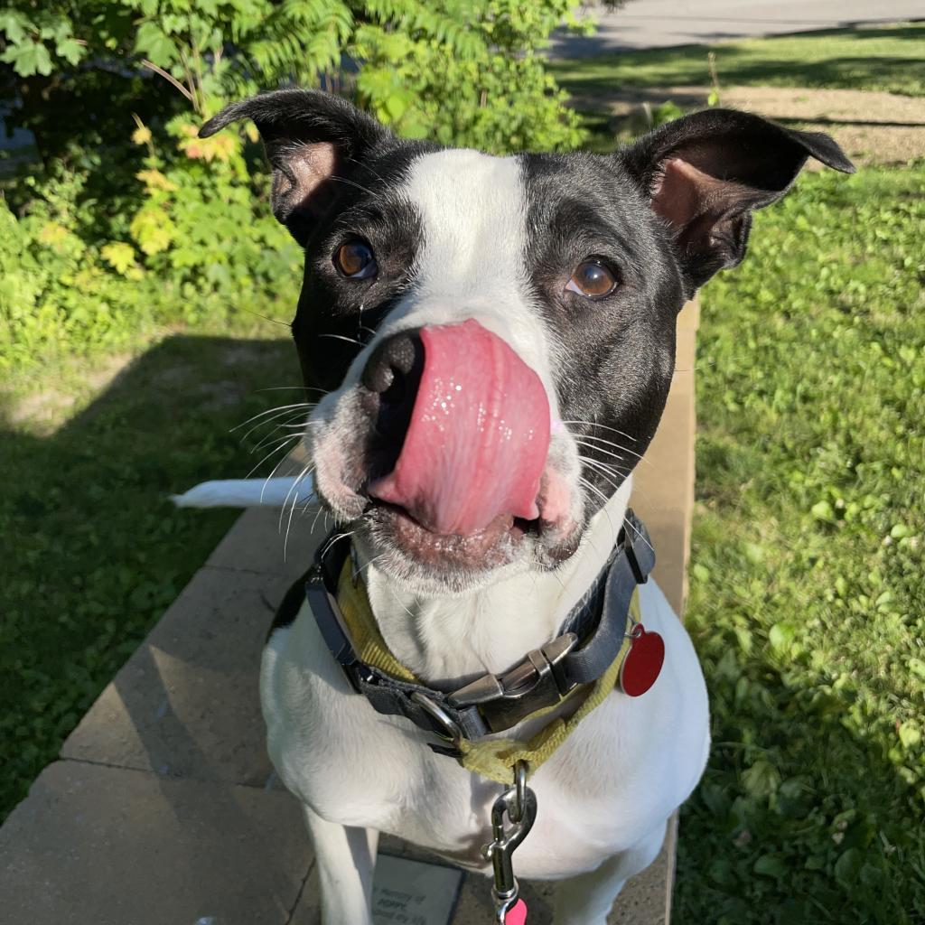 Enlarge MooMoo, a Adoptable Mixed Breed in Pittsburgh, PA image 3/6