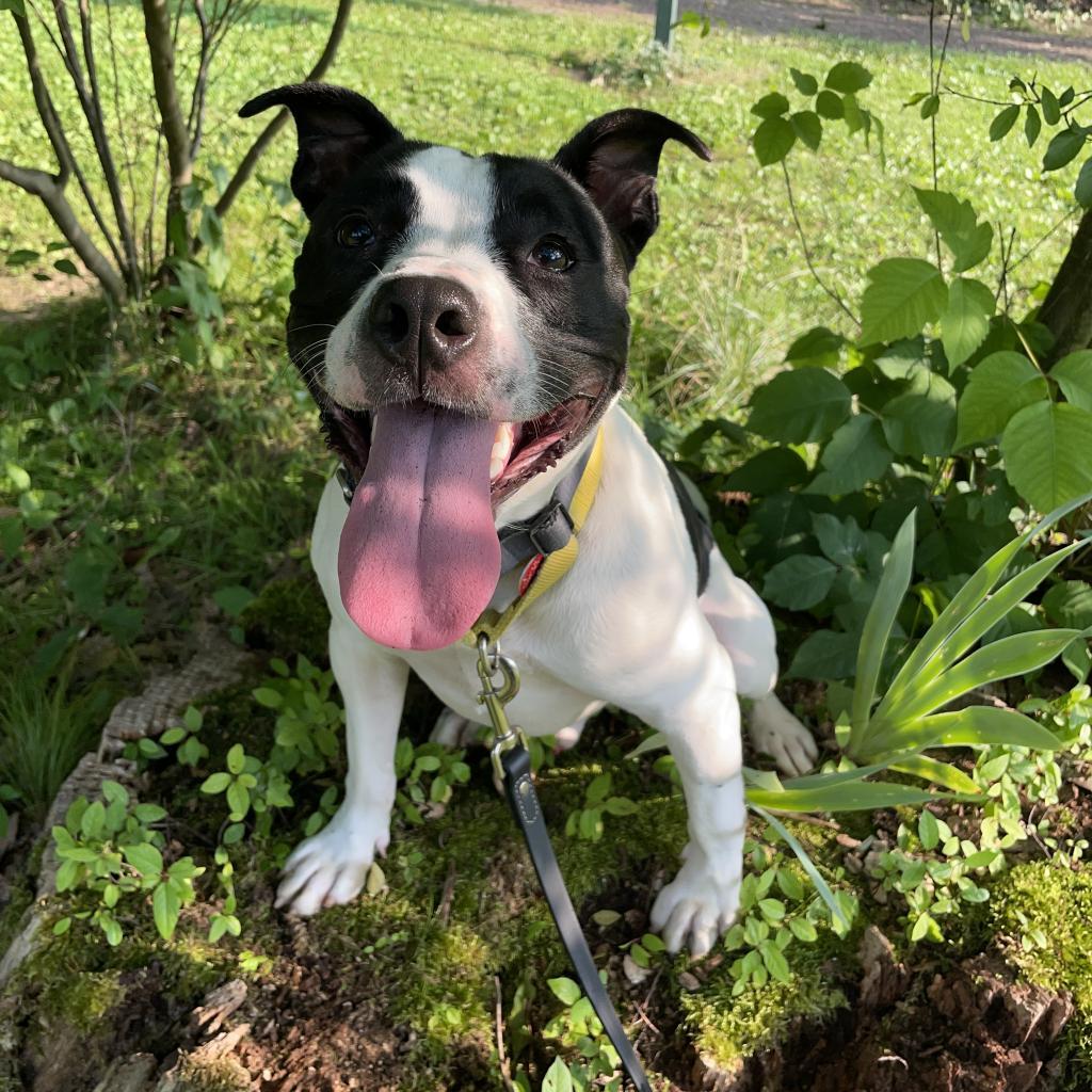 Enlarge MooMoo, a Adoptable Mixed Breed in Pittsburgh, PA image 5/6