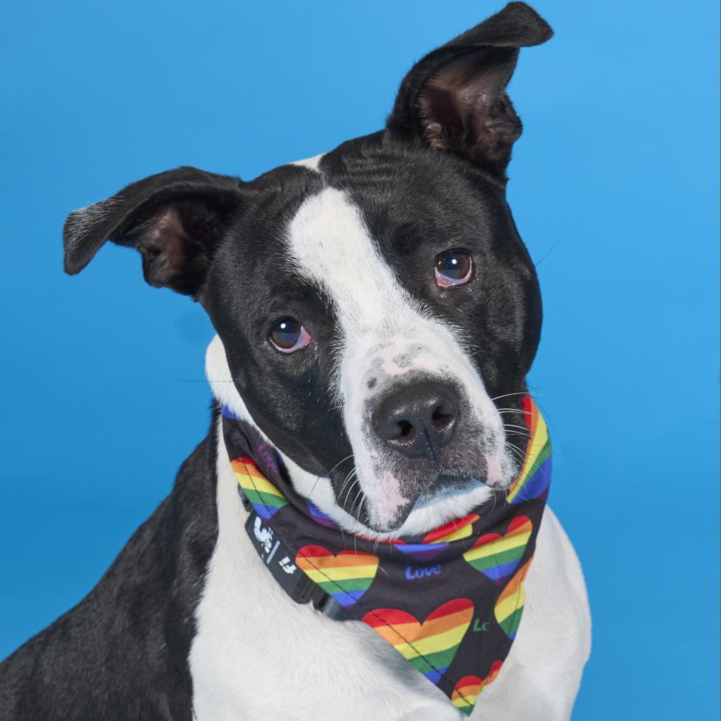 Enlarge MooMoo, a Adoptable Mixed Breed in Pittsburgh, PA image 6/6