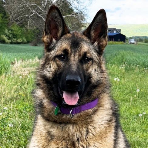 Enlarge Bailey (26-196), a Adoptable German Shepherd Dog in New Ringgold, PA image 1/3