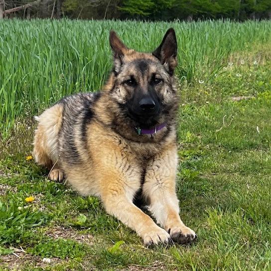 Enlarge Bailey (26-196), a Adoptable German Shepherd Dog in New Ringgold, PA image 2/3