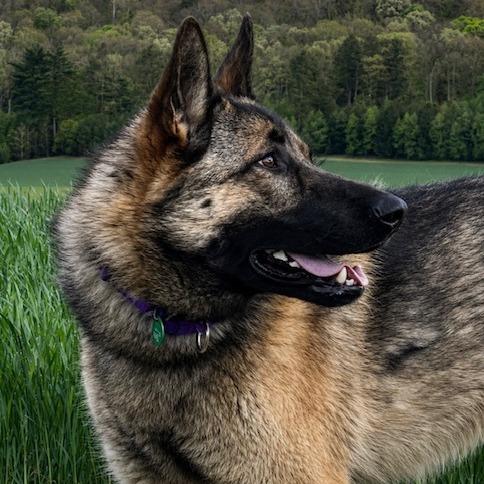Enlarge Bailey (26-196), a Adoptable German Shepherd Dog in New Ringgold, PA image 3/3