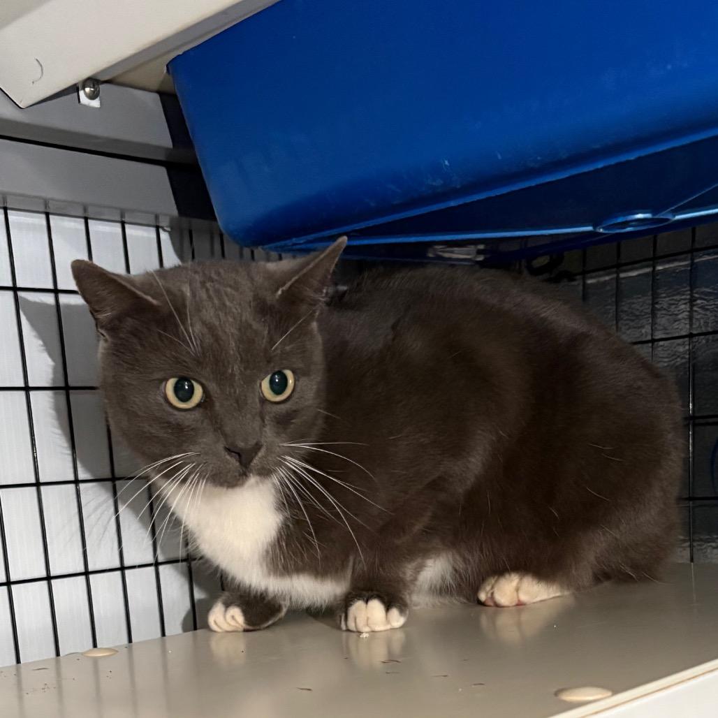 Enlarge Kitty(At PetSmart Alabaster), a Adoptable Domestic Short Hair in Columbiana, AL image 1/1