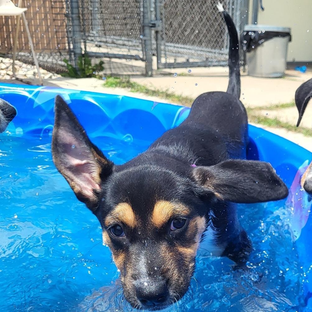 Bubbles, an adoptable Hound in Chilton, WI, 53014 | Photo Image 2