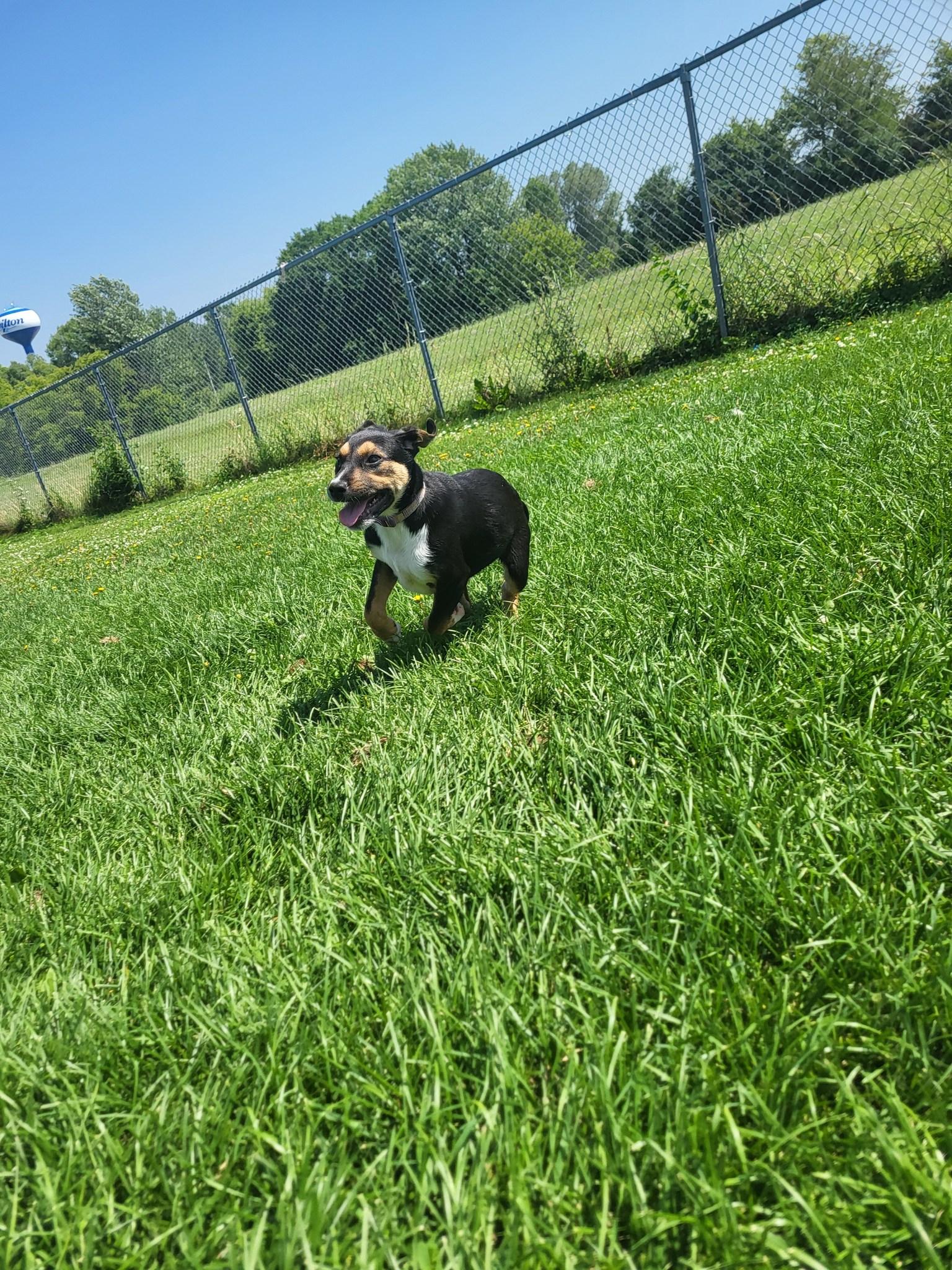 Bubbles, an adoptable Hound in Chilton, WI, 53014 | Photo Image 5