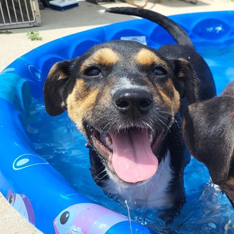 Bubbles, an adoptable Hound in Chilton, WI, 53014 | Photo Image 1