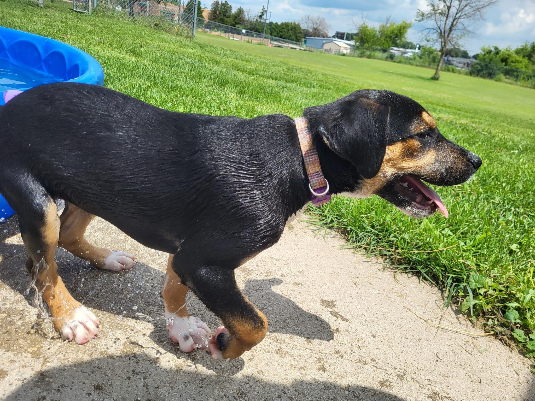 Bubbles, an adoptable Hound in Chilton, WI, 53014 | Photo Image 4