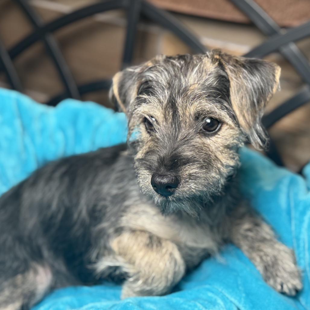 Finn: Cute and cuddly, an adopted mixed breed in Austin, TX image 4/5