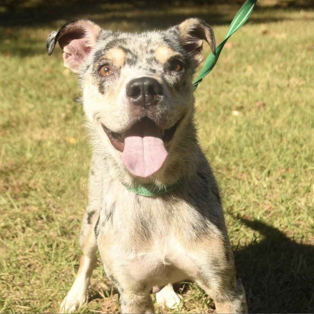 Opal, Adoptable, Adult Female Shepherd & Mixed Breed.