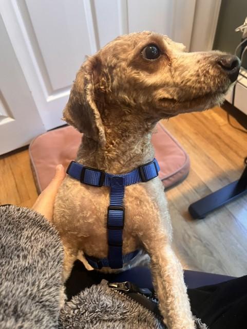 Enlarge Pops, a Adoptable mixed breed in Lambertville, NJ image 3/4