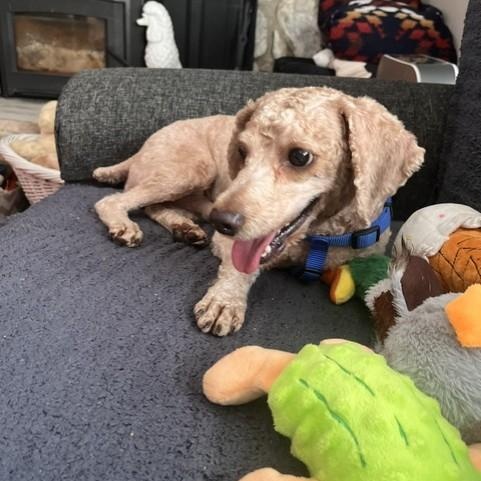 Pops, Adoptable, Adult Male Cockapoo.