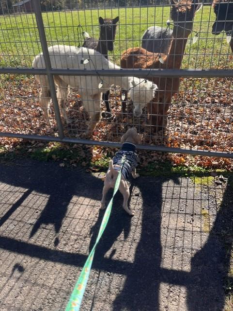 Enlarge Pops, a Adoptable mixed breed in Lambertville, NJ image 4/4