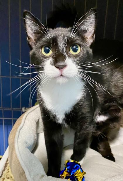 Enlarge Gigante, a Adoptable mixed breed in San Diego, CA image 1/3