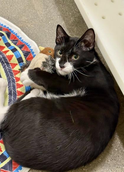 Enlarge Gigante, a Adoptable mixed breed in San Diego, CA image 2/3