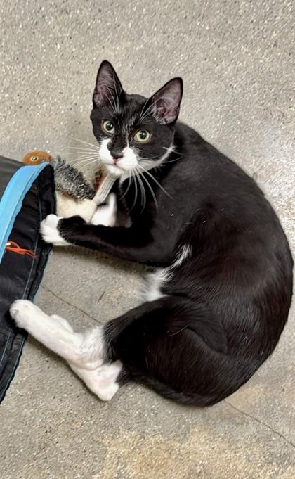 Enlarge Gigante, a Adoptable mixed breed in San Diego, CA image 3/3