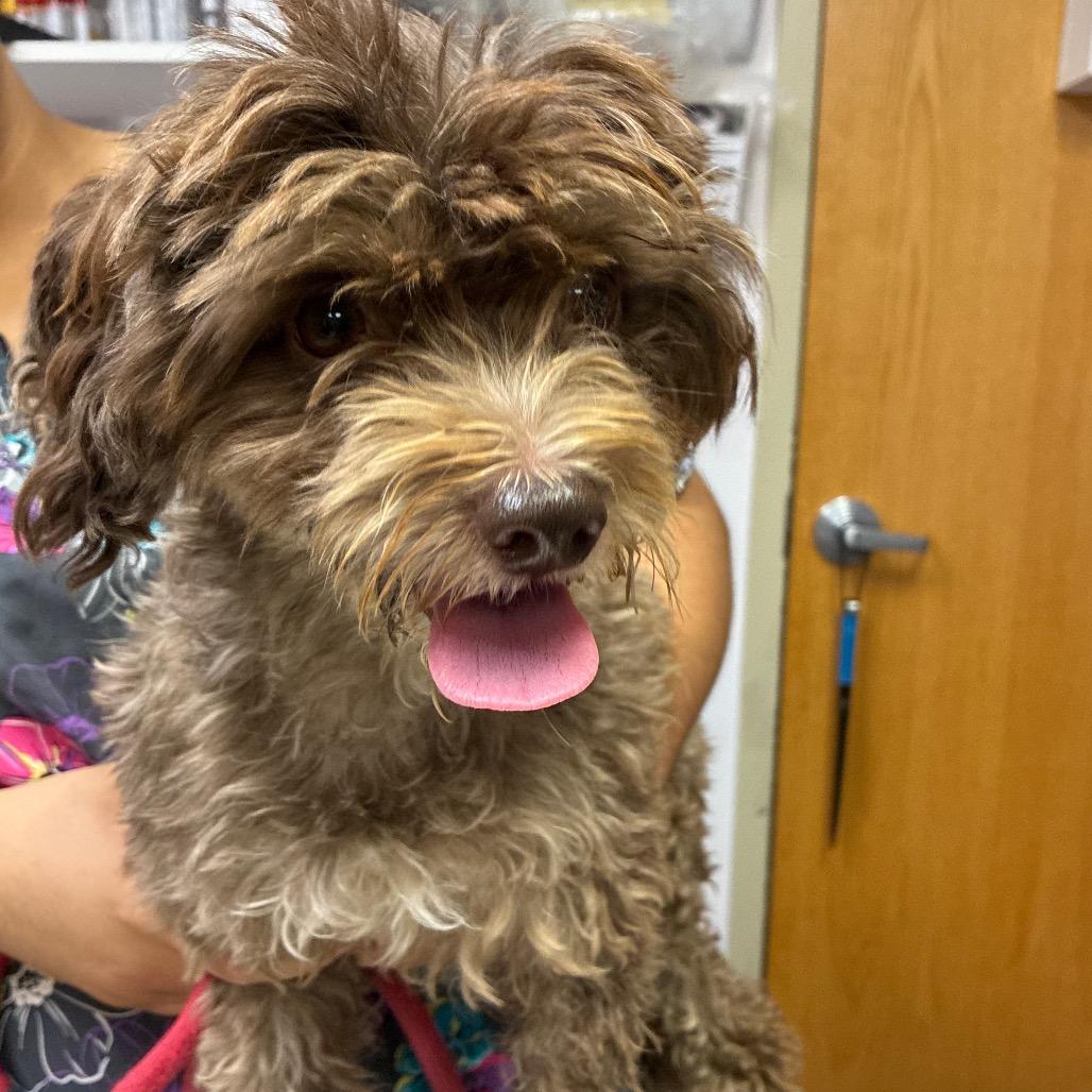 Tiffany Valentine, Adoptable, Adult Female Cockapoo.