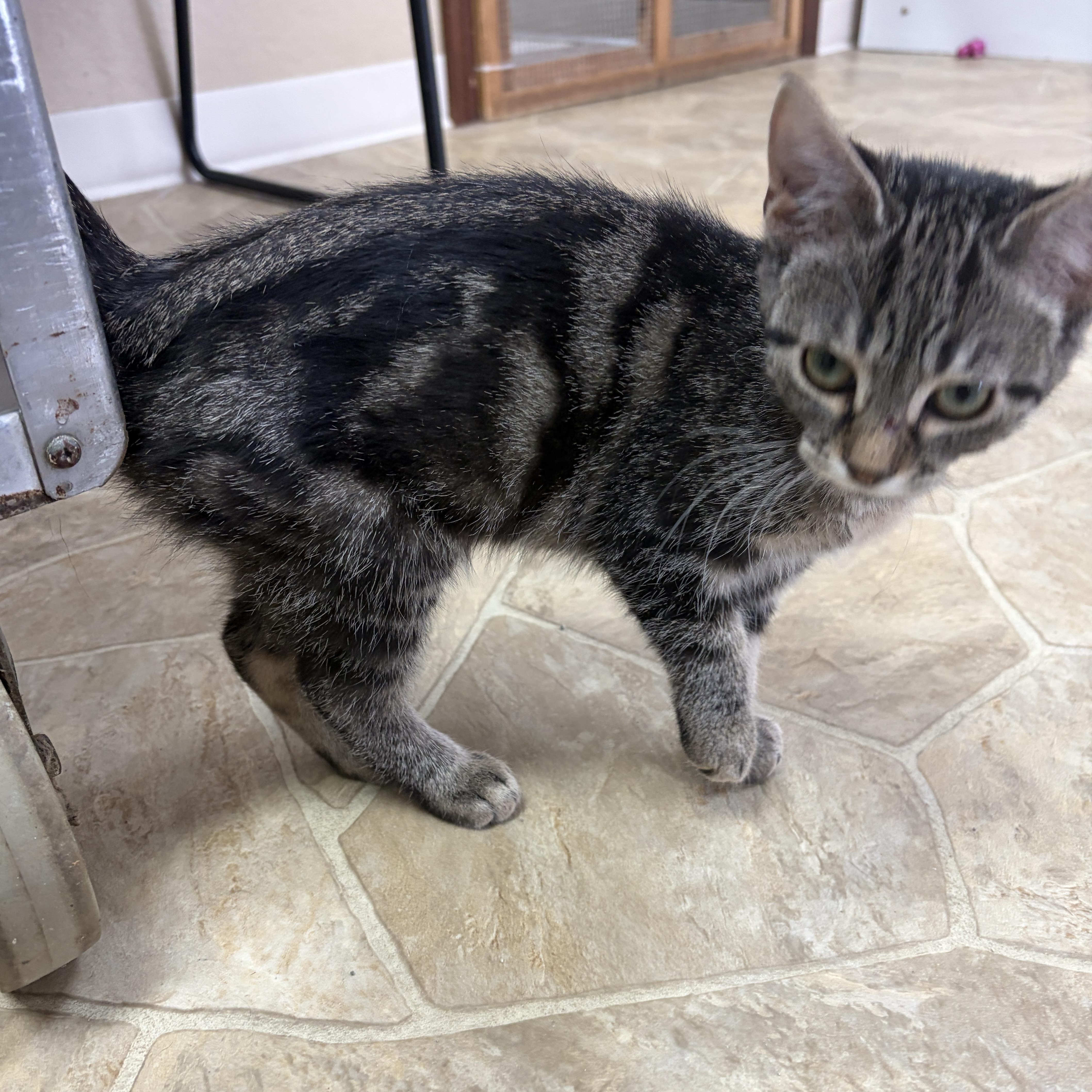 Enlarge Meenie, a Adoptable Domestic Short Hair in Neillsville, WI image 2/6