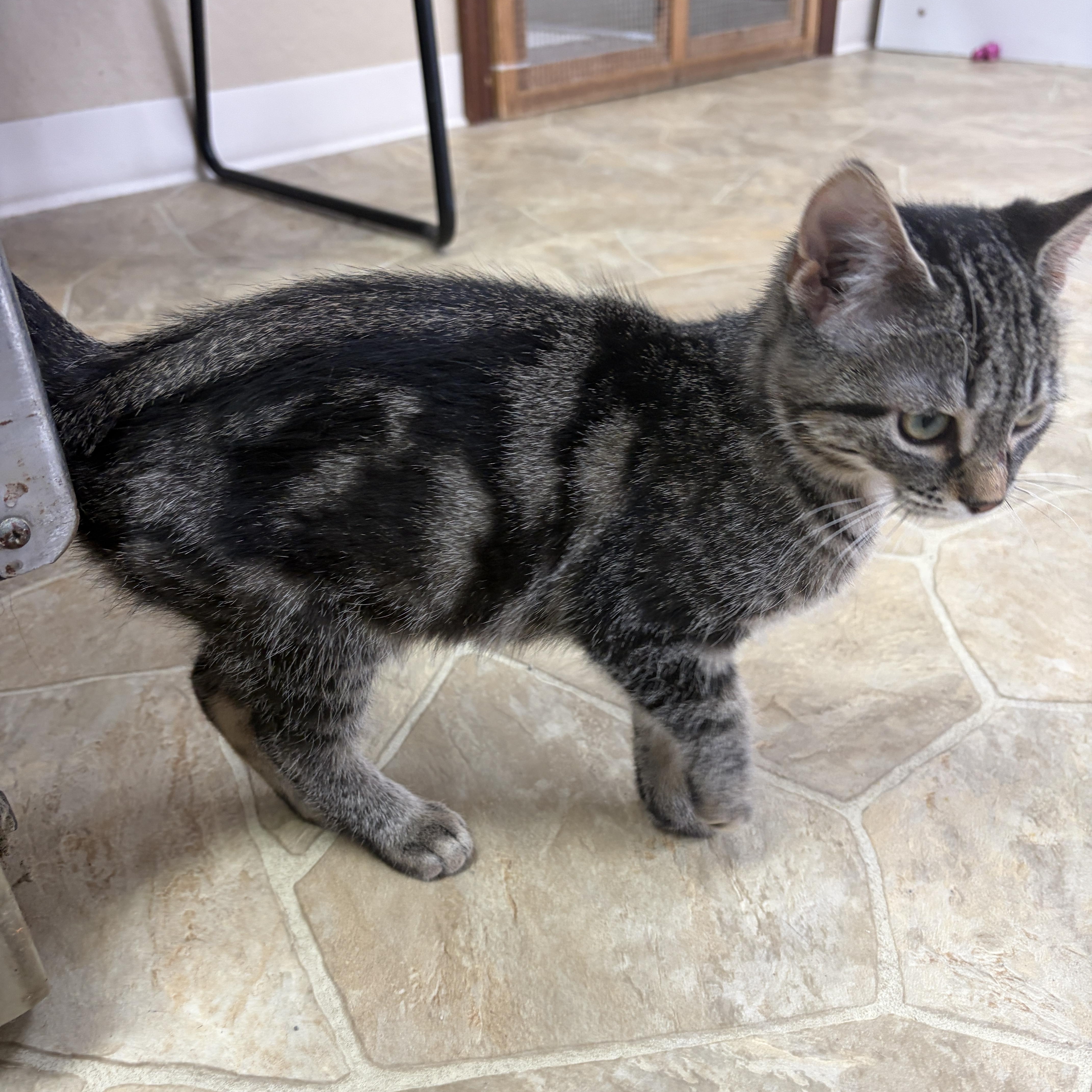 Enlarge Meenie, a Adoptable Domestic Short Hair in Neillsville, WI image 4/6