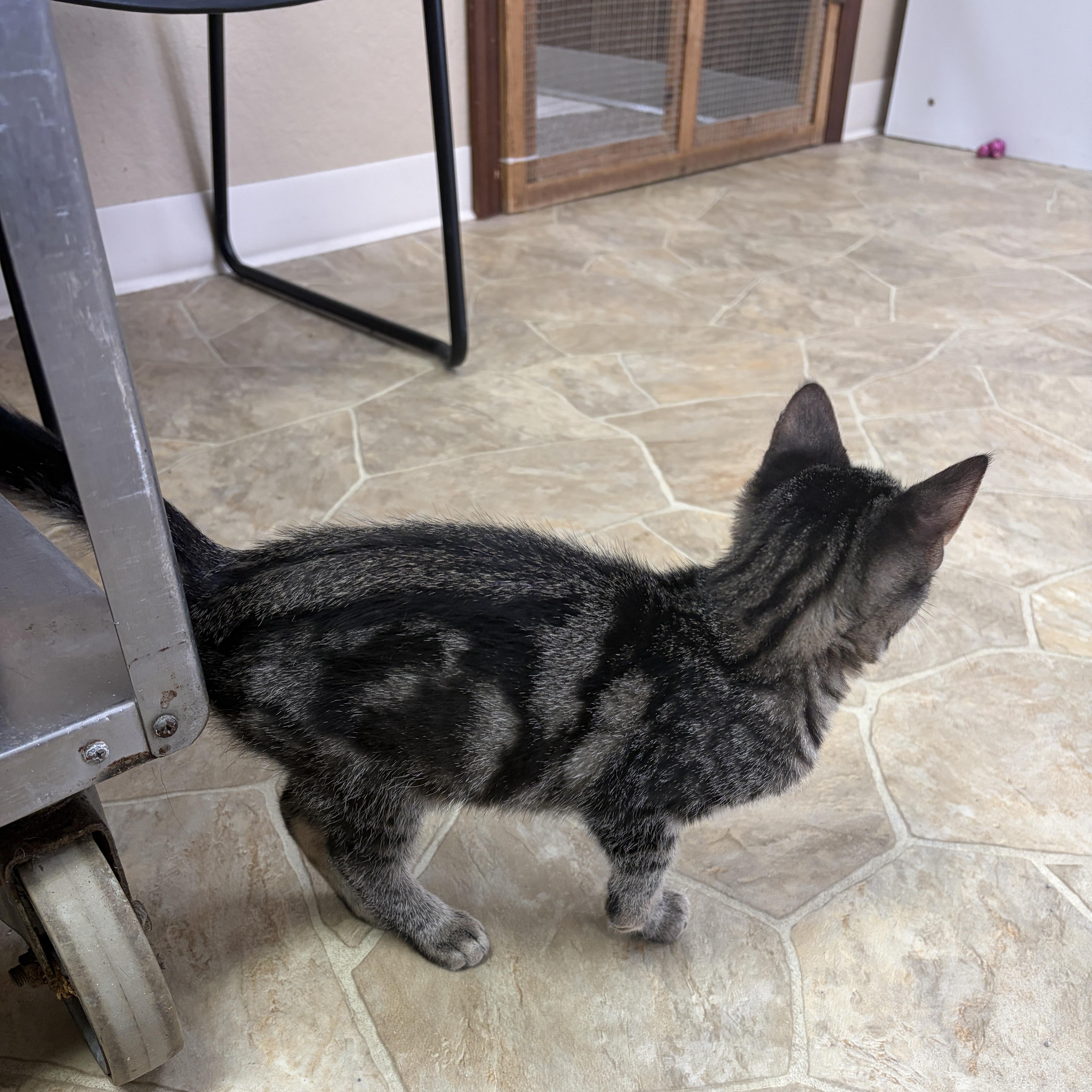 Enlarge Meenie, a Adoptable Domestic Short Hair in Neillsville, WI image 5/6