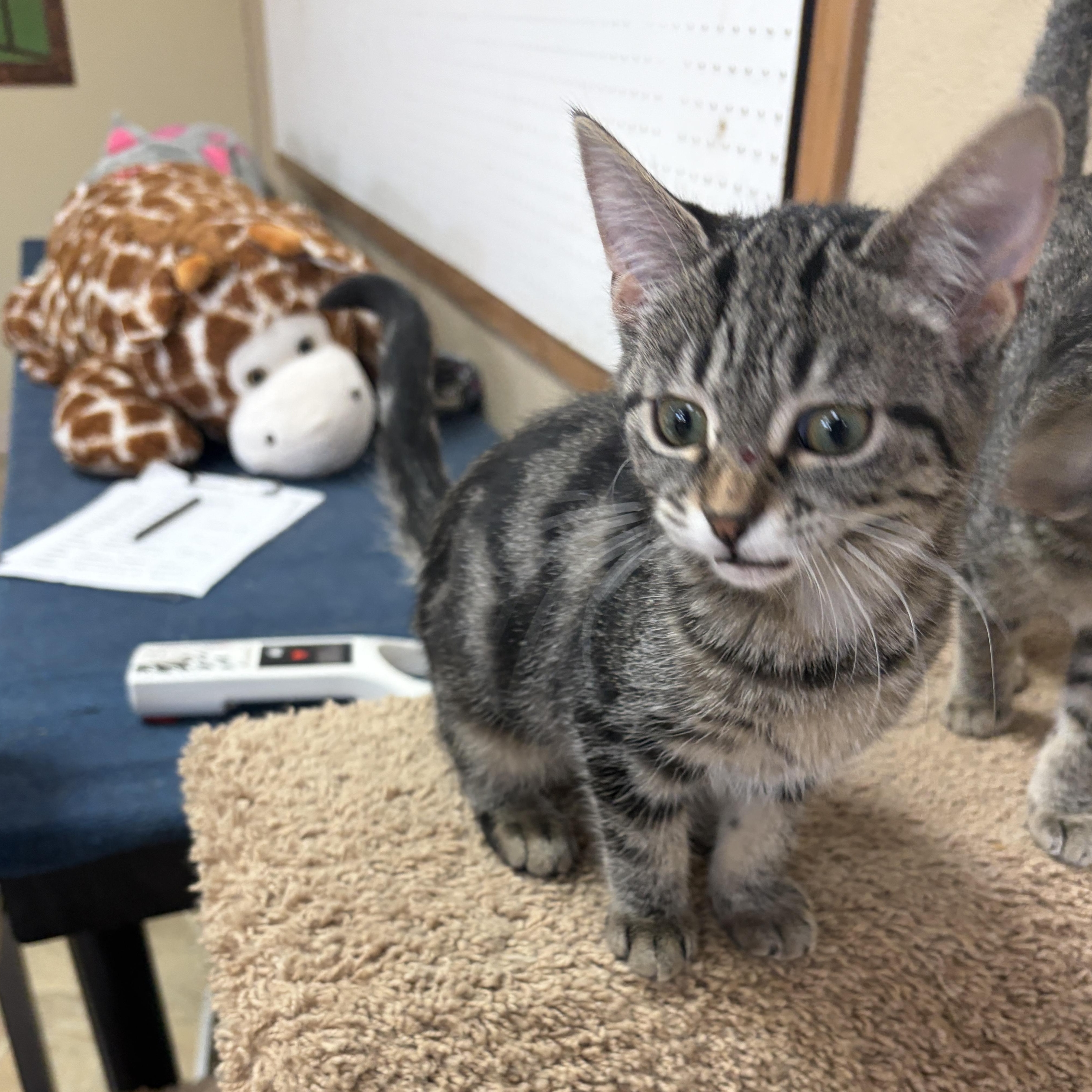 Enlarge Meenie, a Adoptable Domestic Short Hair in Neillsville, WI image 6/6