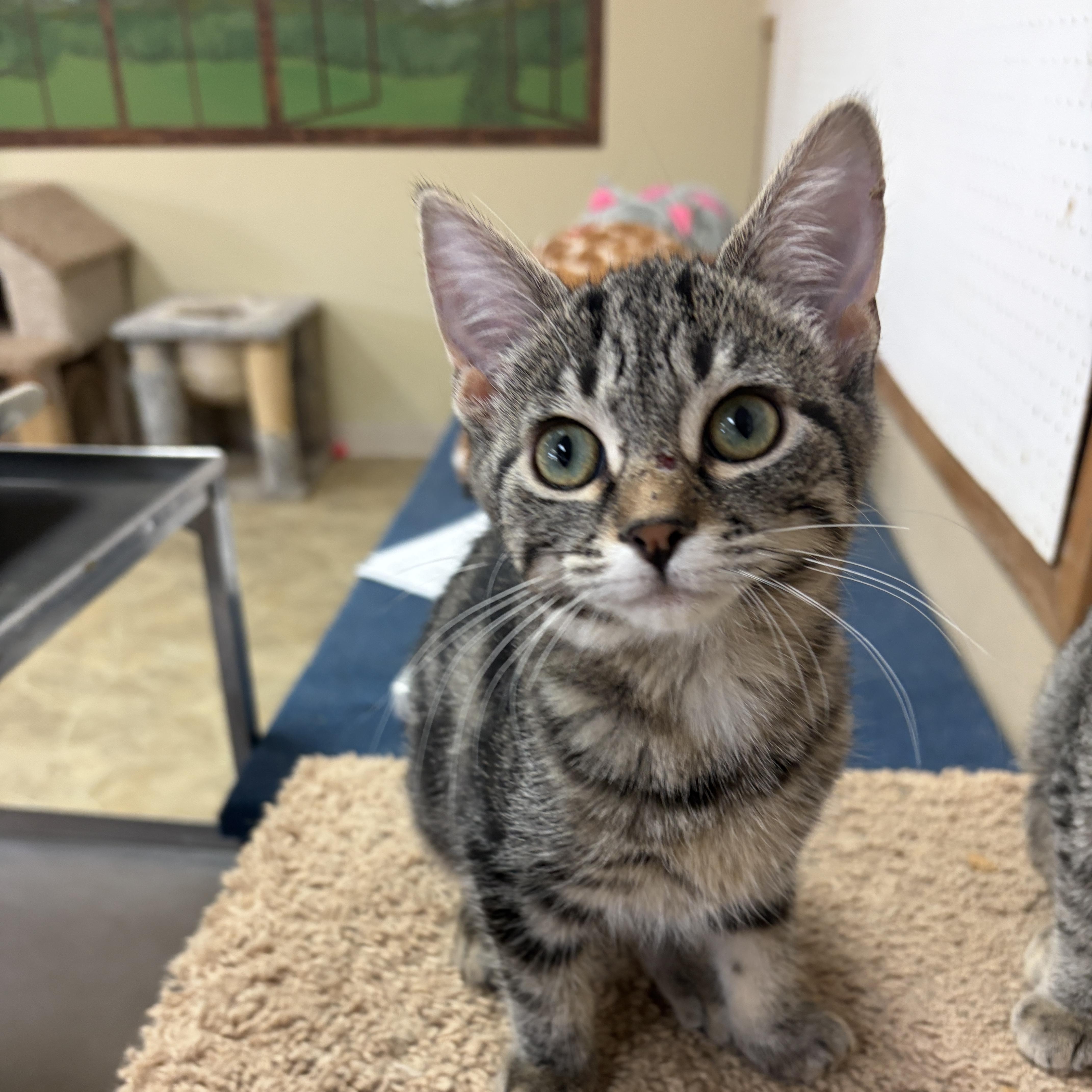 Enlarge Meenie, a Adoptable Domestic Short Hair in Neillsville, WI image 3/6
