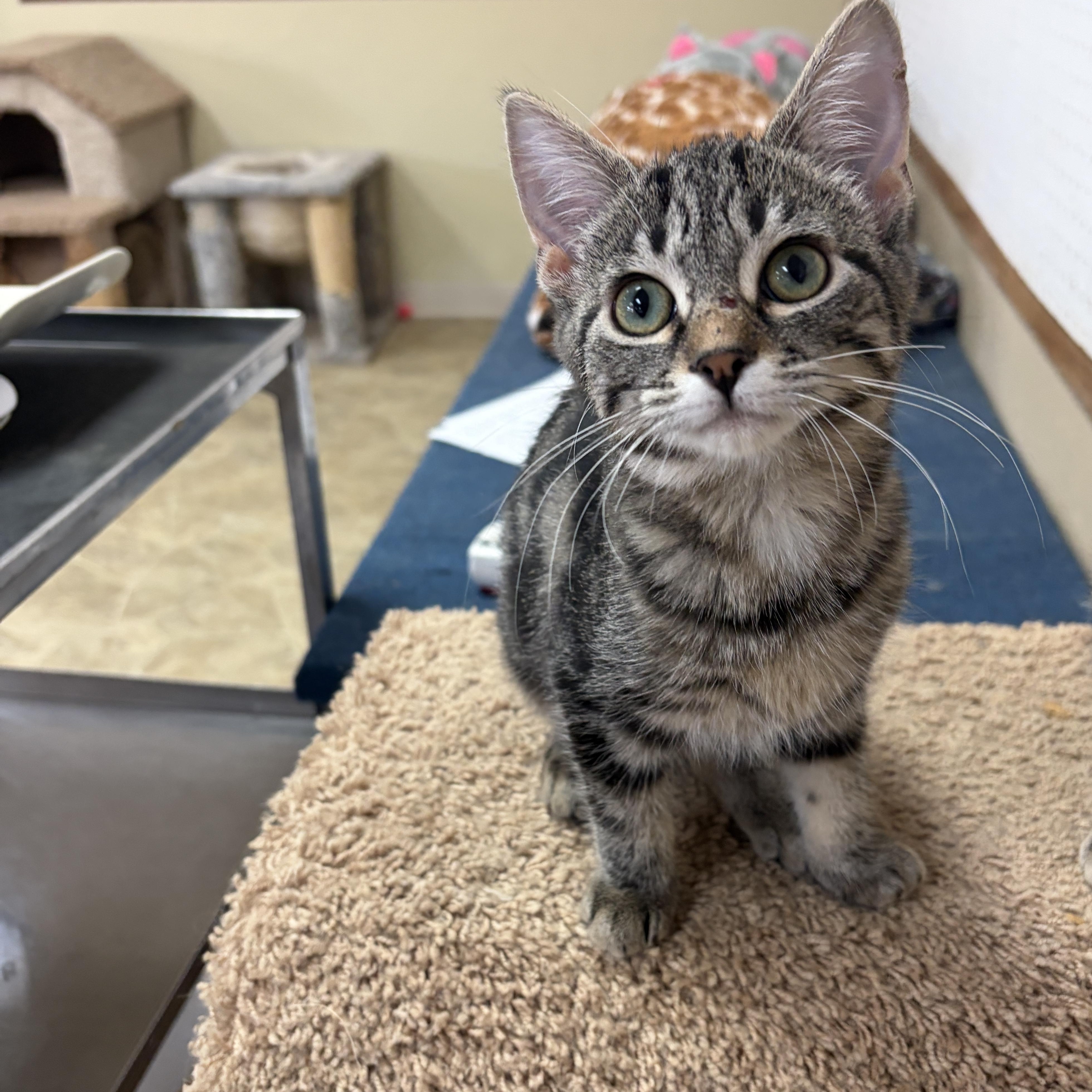 Meenie, Adoptable, Kitten Female Domestic Short Hair.