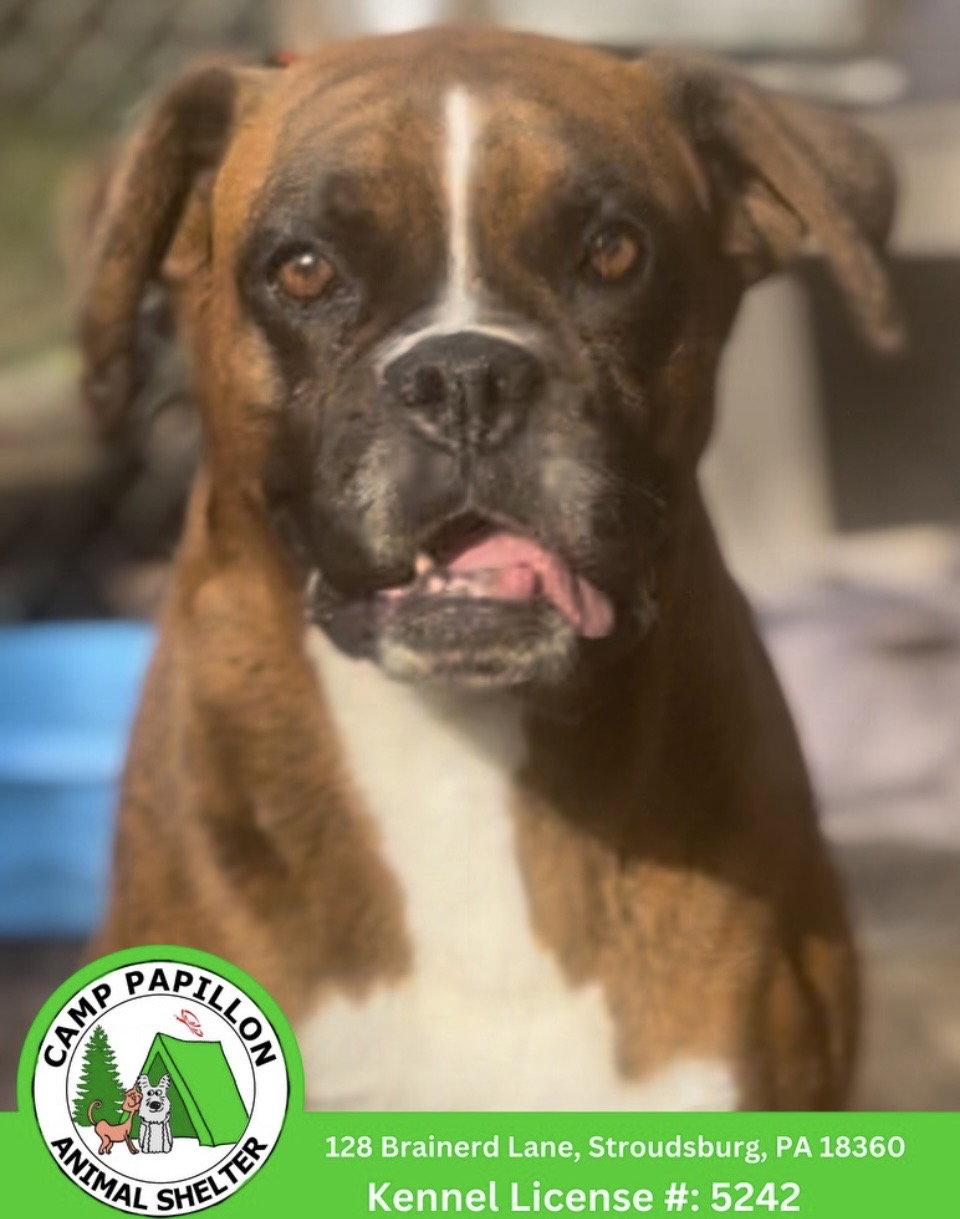 Enlarge Anita, a Adoptable Boxer in Stroudsburg, PA image 1/1