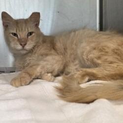 Steve-, Adoptable, Adult Male Domestic Long Hair.