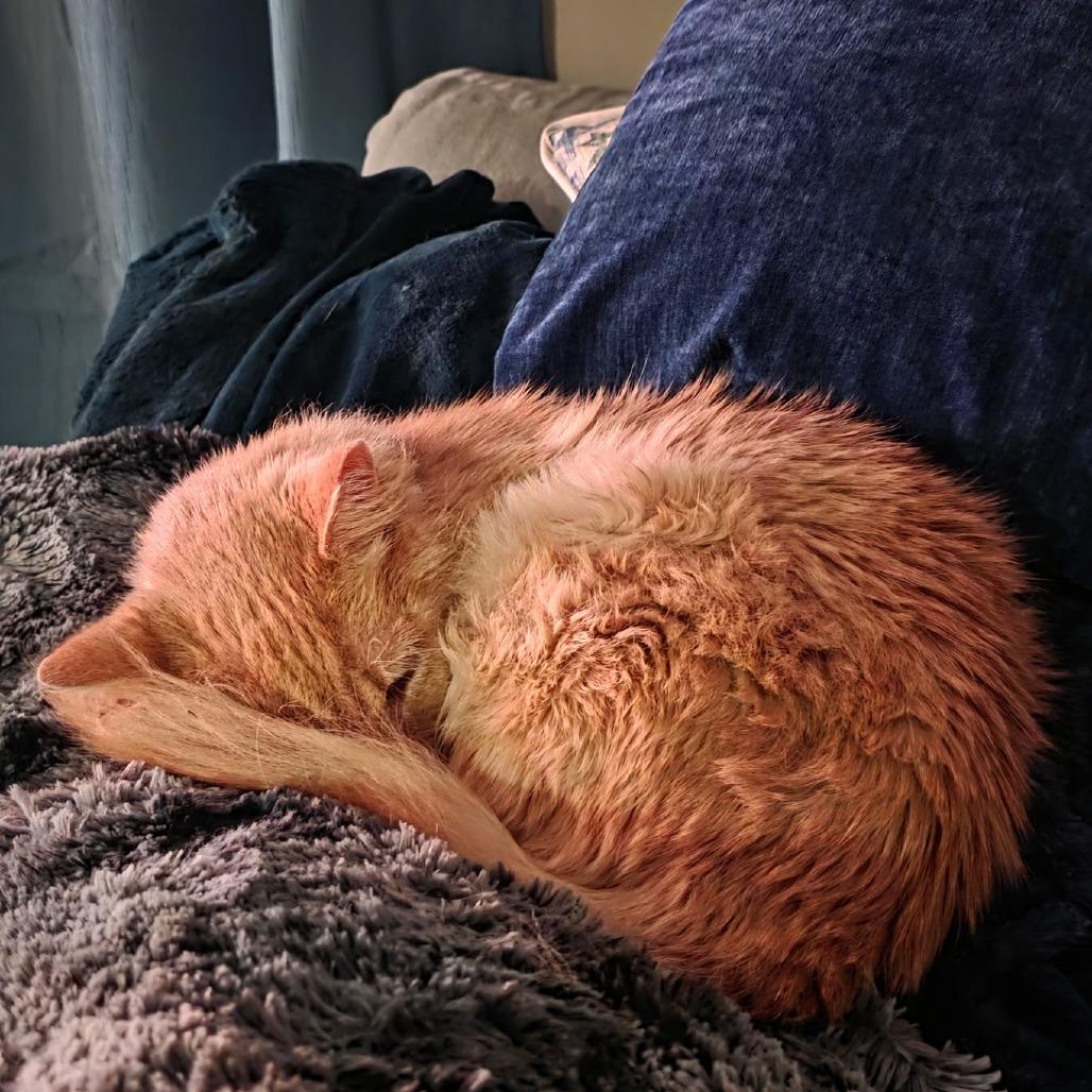 Enlarge Steve-, a Adoptable Domestic Long Hair in Richmond, VA image 2/4