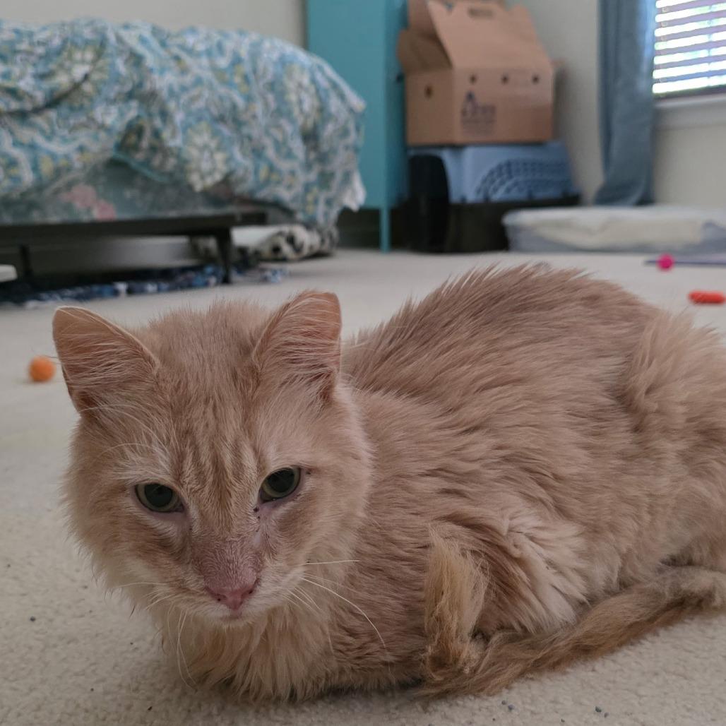 Enlarge Steve-, a Adoptable Domestic Long Hair in Richmond, VA image 3/4