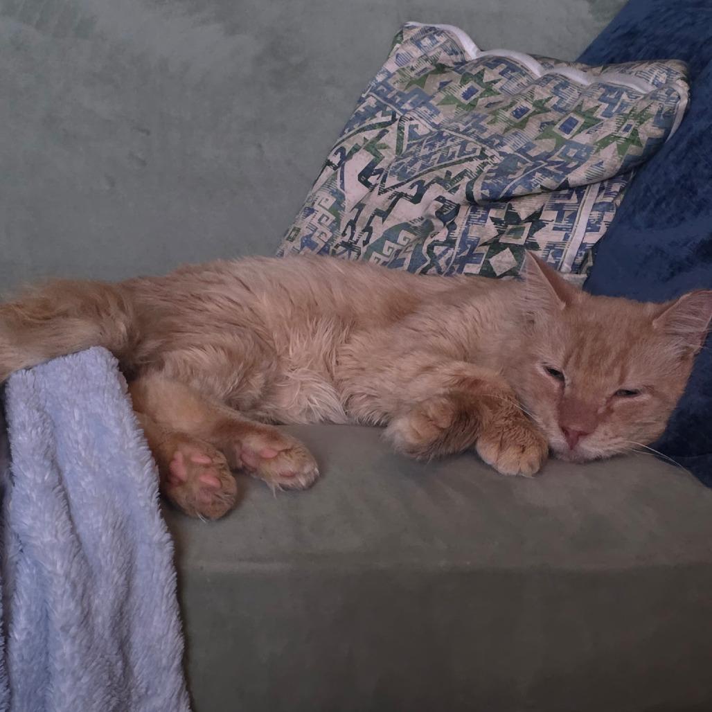 Enlarge Steve-, a Adoptable Domestic Long Hair in Richmond, VA image 4/4