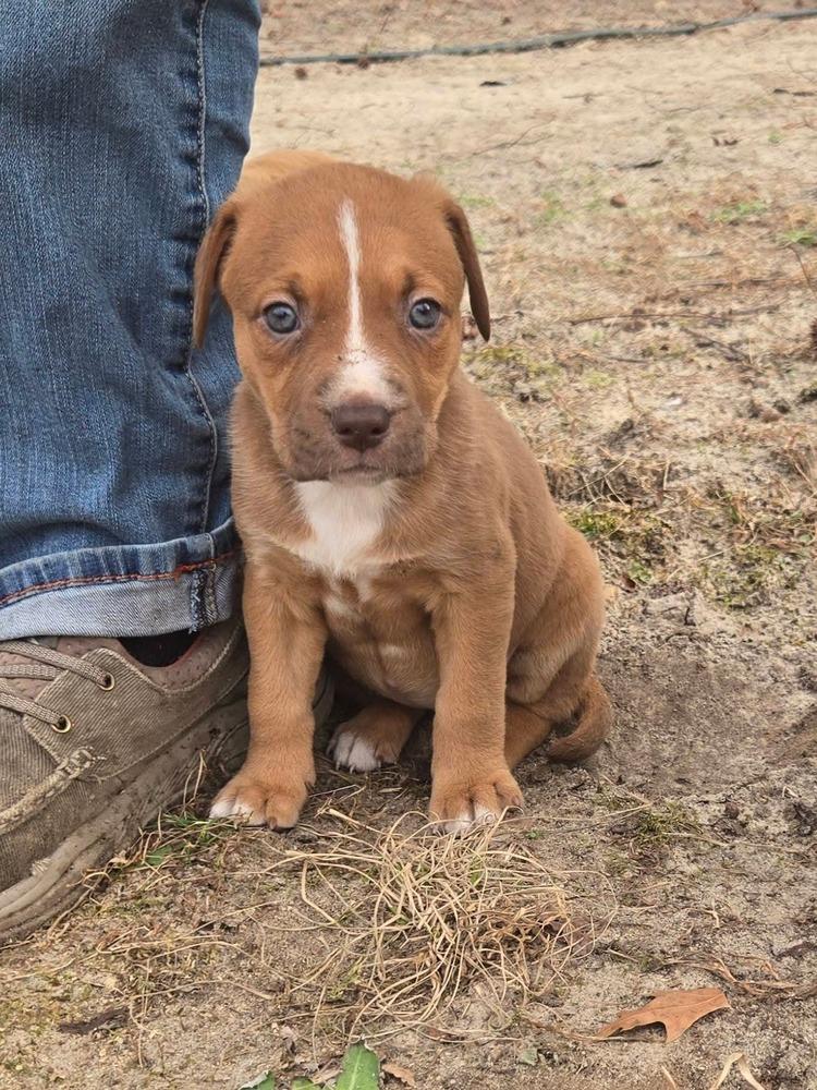 Porsha, Adoptable, Puppy Male Mixed Breed.