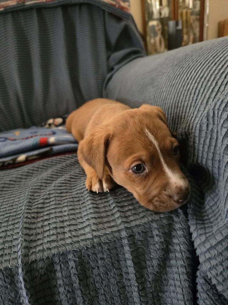 Enlarge Porsha, a Adoptable mixed breed in Wendell, NC image 3/3