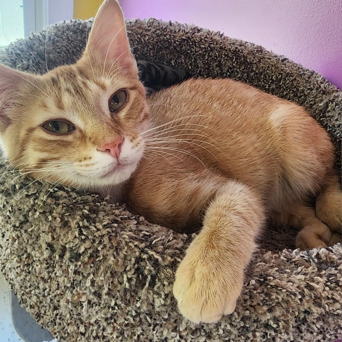 Theo, ADOPTABLE, Young Male Domestic Short Hair.