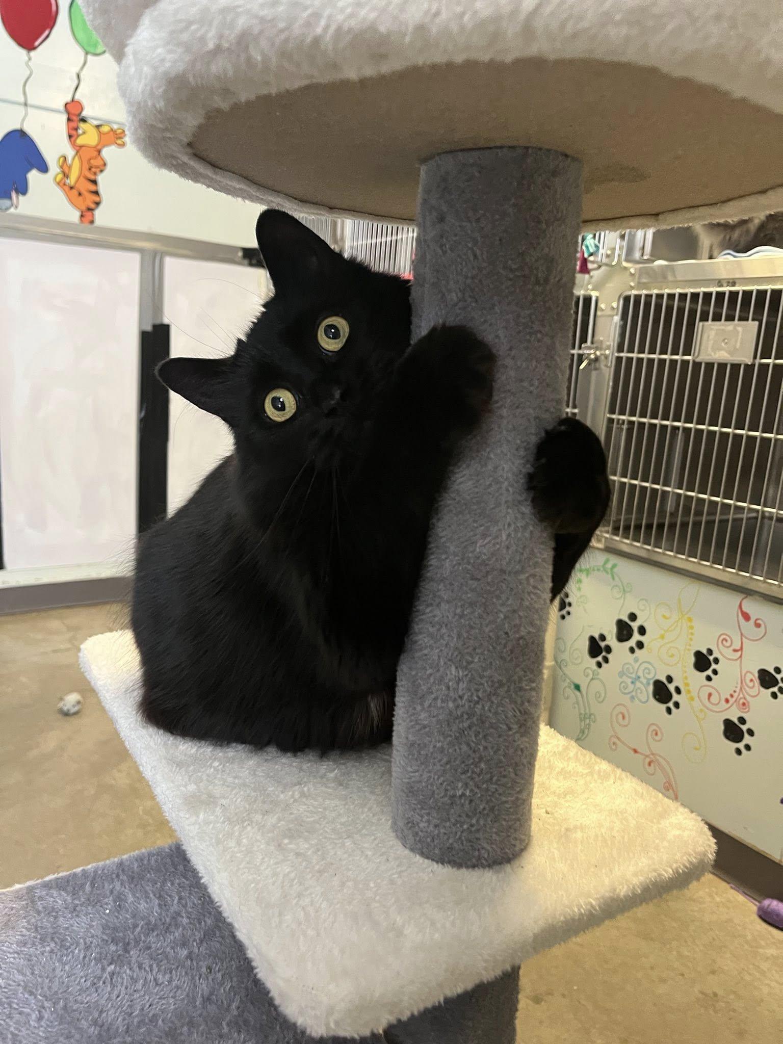 Enlarge Lady, a ADOPTABLE mixed breed in Port Perry, ON image 1/1