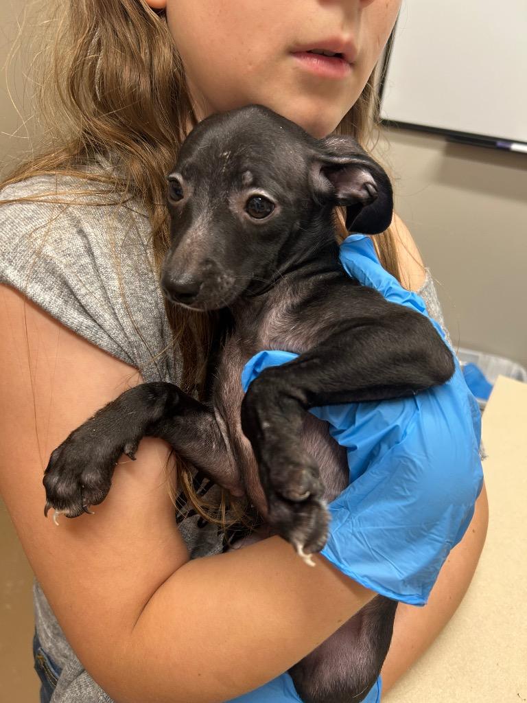 Wilma, Adoptable, Puppy Female Pit Bull Terrier & Chihuahua.