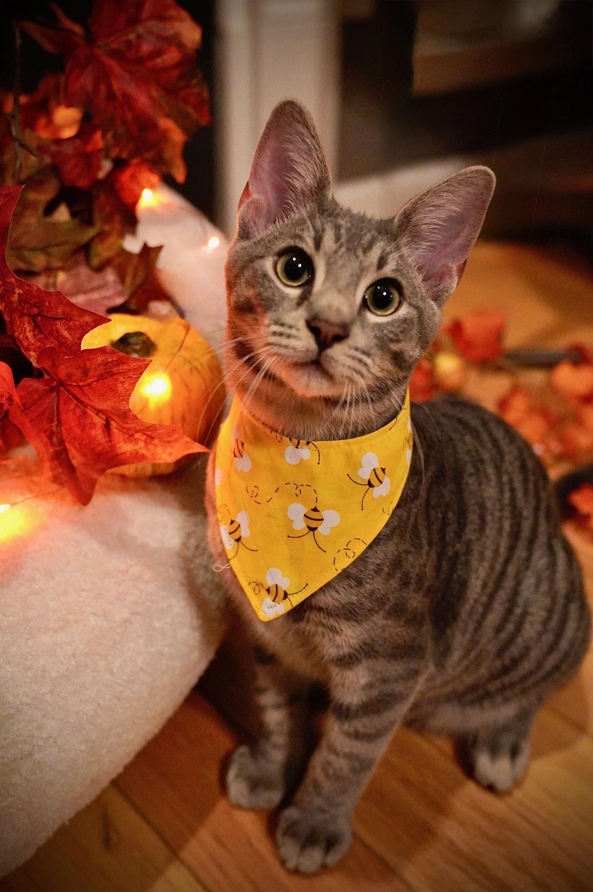 Bumble Bee, a Adopted Domestic Short Hair in Hixson, TN image 1/6