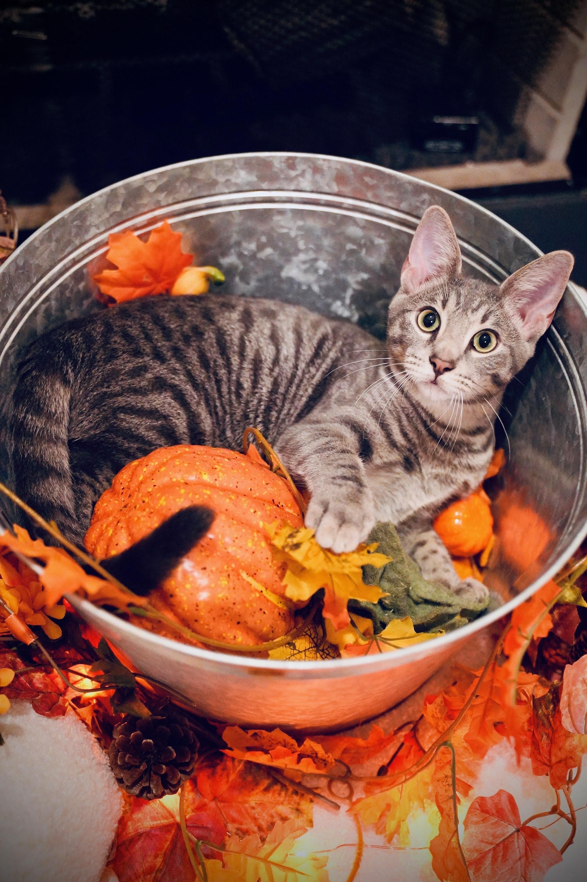 Bumble Bee, a Adopted Domestic Short Hair in Hixson, TN image 3/6