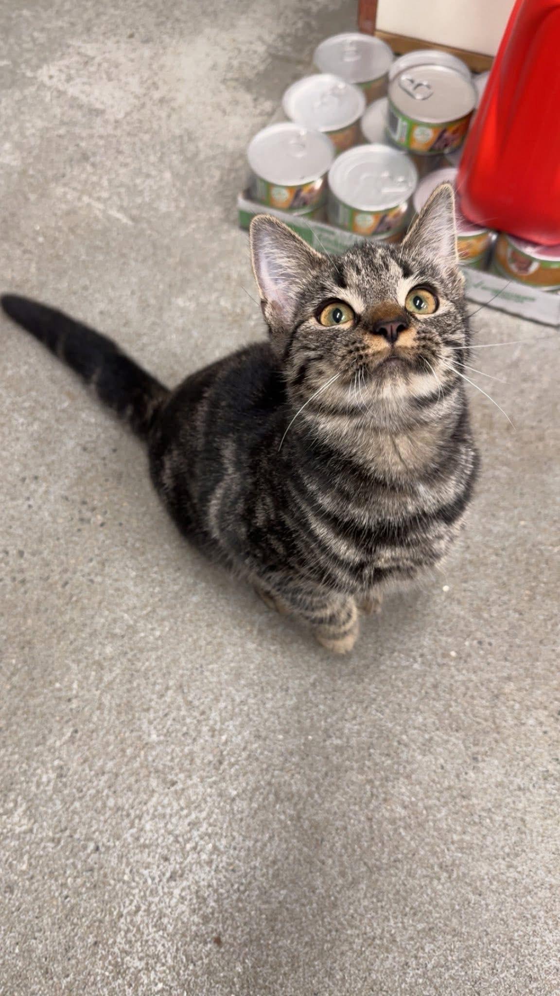 Enlarge Biscotti w/ Mocha, a ADOPTABLE Domestic Short Hair in Athol, MA image 1/3