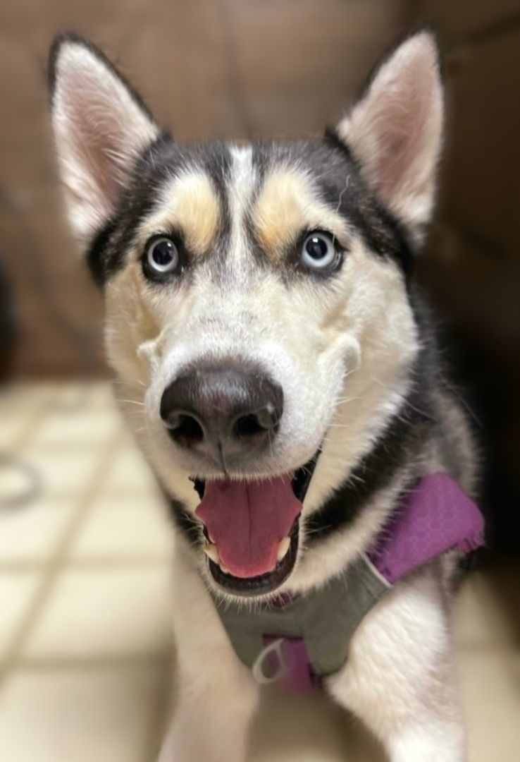 Sansa photo 1
