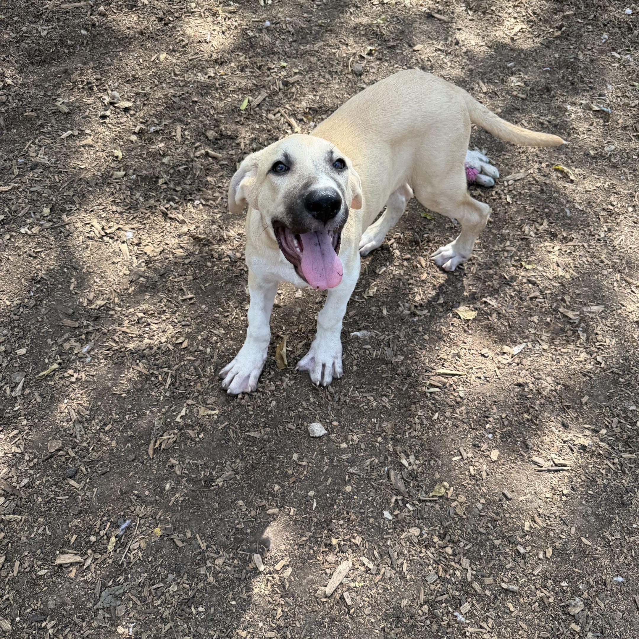 Enlarge Oskar, a Adopted mixed breed in Portland, OR image 5/5